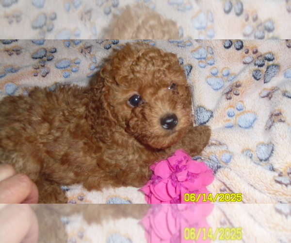 Medium Photo #1 Poodle (Toy) Puppy For Sale in DULUTH, GA, USA