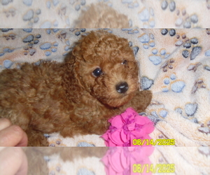 Poodle (Toy) Puppy for sale in DULUTH, GA, USA