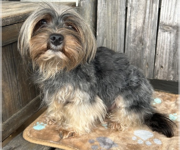 Medium Photo #1 Yorkshire Terrier Puppy For Sale in CENTER, TX, USA