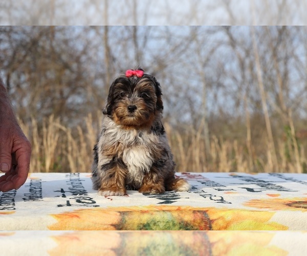 Medium Photo #27 ShihPoo Puppy For Sale in DYERSBURG, TN, USA