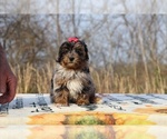 Small #26 ShihPoo