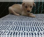 Small Mutt
