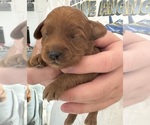 Small Photo #9 Cockapoo Puppy For Sale in SEBASTIAN, FL, USA
