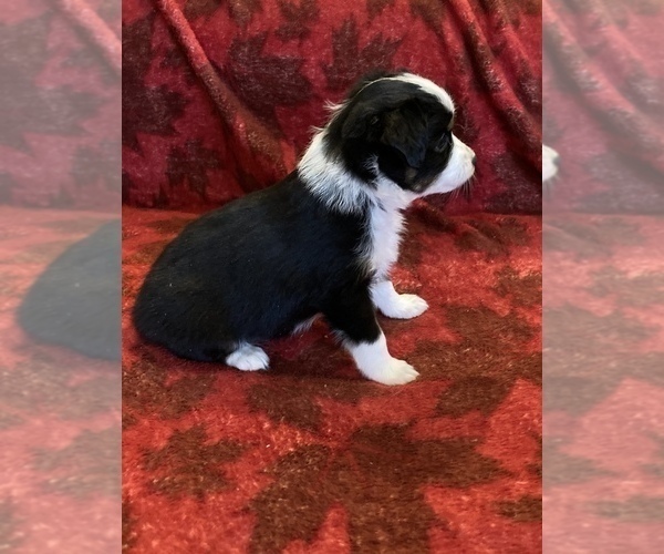 Medium Photo #2 Miniature Australian Shepherd Puppy For Sale in LUBBOCK, TX, USA