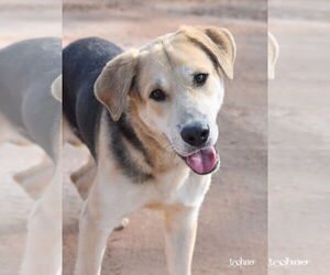 Retriever -Unknown Mix Dogs for adoption in The Woodlands, TX, USA