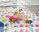 Small #10 Maltese-Poodle (Toy) Mix