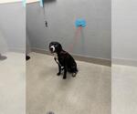 Small Labrador Retriever Mix
