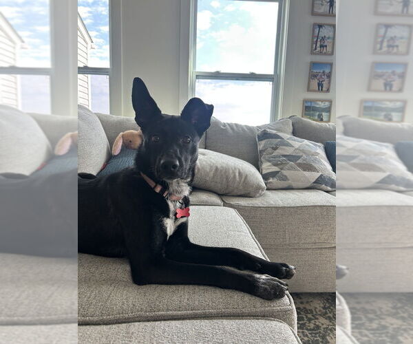 Medium Photo #2 German Shepherd Dog-Unknown Mix Puppy For Sale in Springdale, PA, USA