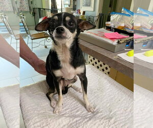 Chihuahua Dogs for adoption in Benton, LA, USA