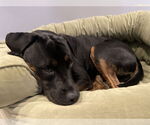 Small #2 English Bullweiler