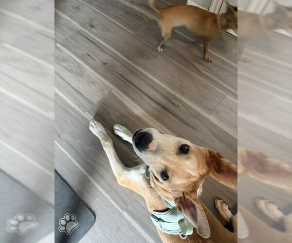 Medium Photo #2 Mutt Puppy For Sale in Sandy, UT, USA