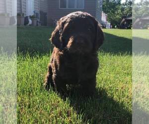 Golden Mountain Doodle Puppy for sale in LODA, IL, USA