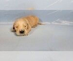 Small #6 Golden Retriever