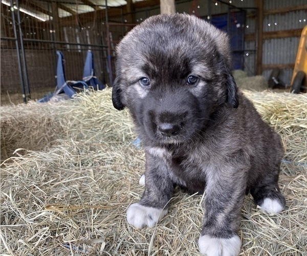 Medium Photo #15 Anatolian Shepherd Puppy For Sale in ROBSTOWN, TX, USA