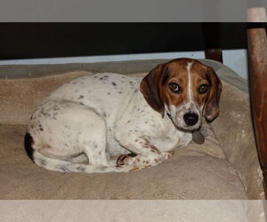 Medium Beagle Mix