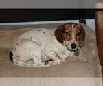 Small Beagle Mix