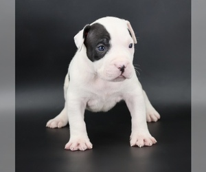 American Bully Puppy for sale in CHAMPAIGN, IL, USA