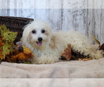 Small Photo #1 Maltipoo Puppy For Sale in SHILOH, OH, USA