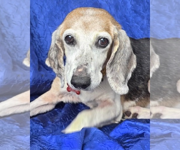 Medium Photo #1 Beagle Puppy For Sale in Cuba, NY, USA