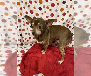 Chihuahua Dogs for adoption in Modesto, CA, USA