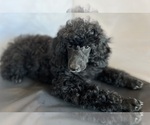 Puppy 3 Poodle (Miniature)