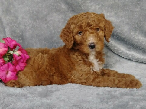 Medium Photo #4 Goldendoodle Puppy For Sale in FREDERICKSBG, OH, USA