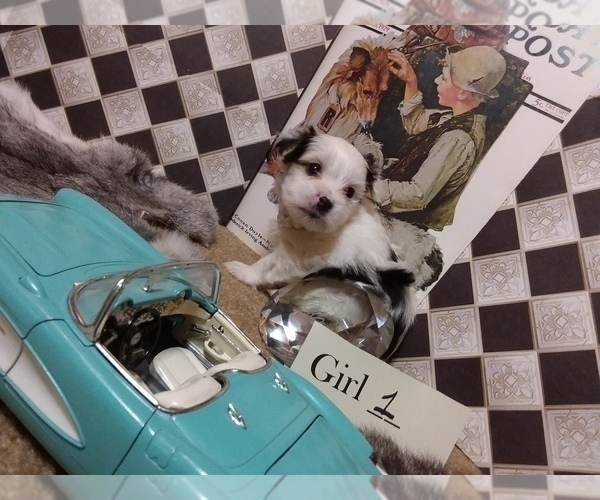 Medium Photo #4 Yorkshire Terrier Puppy For Sale in AUSTIN, TX, USA