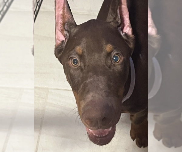 Medium Photo #3 Doberman Pinscher Puppy For Sale in PHOENIX, AZ, USA