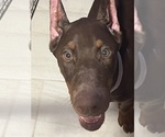 Small #2 Doberman Pinscher