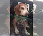 Small #3 Beagle