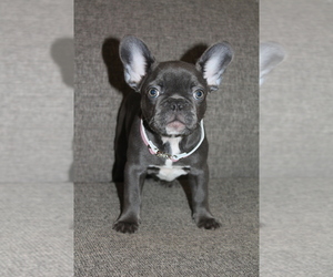 French Bulldog Puppy for sale in SAN FRANCISCO, CA, USA
