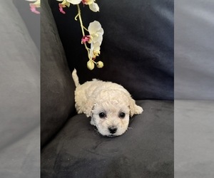 Poodle (Toy) Puppy for sale in BYRON, CA, USA