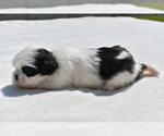 Small #2 Shih Tzu
