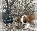 Small #2 Cavalier King Charles Spaniel