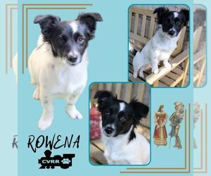 Colonial Cocker Spaniel-Papillon Mix Dogs for adoption in Lindsay, CA, USA