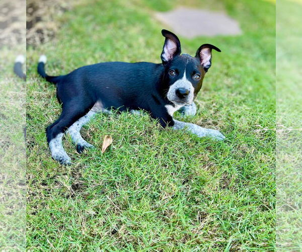 Medium Photo #5 Mutt Puppy For Sale in Royse City, TX, USA