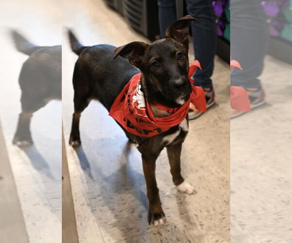 Medium Photo #20 Mutt Puppy For Sale in Wakefield, RI, USA