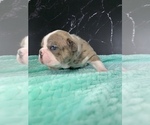 Small Photo #37 Boston Terrier Puppy For Sale in TULARE, CA, USA