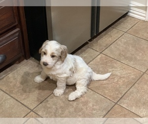 Labradoodle Puppy for sale in CHANDLER, OK, USA