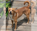 Small #2 Chihuahua Mix