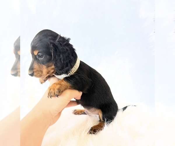 Medium Photo #13 Dachshund Puppy For Sale in DAVIS, CA, USA