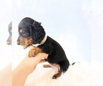 Small #12 Dachshund