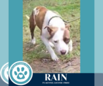 Small #1 American Pit Bull Terrier Mix