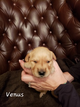 Medium Photo #2 Golden Retriever Puppy For Sale in HAMPTON, VA, USA