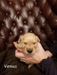 Small Photo #2 Golden Retriever Puppy For Sale in HAMPTON, VA, USA