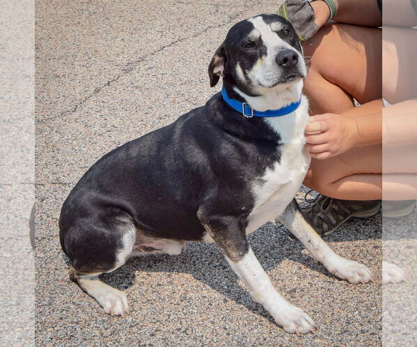 Medium Photo #3 Borador Puppy For Sale in Huntley, IL, USA