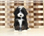 Small #2 Bernedoodle (Miniature)