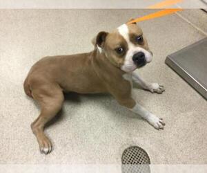 Mutt Dogs for adoption in Riverside, CA, USA