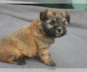 Havanese Puppy for sale in WILSON, NY, USA