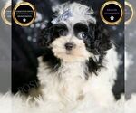 Small Photo #56 Maltipoo Puppy For Sale in WARSAW, IN, USA